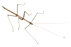 Female Walking Stick