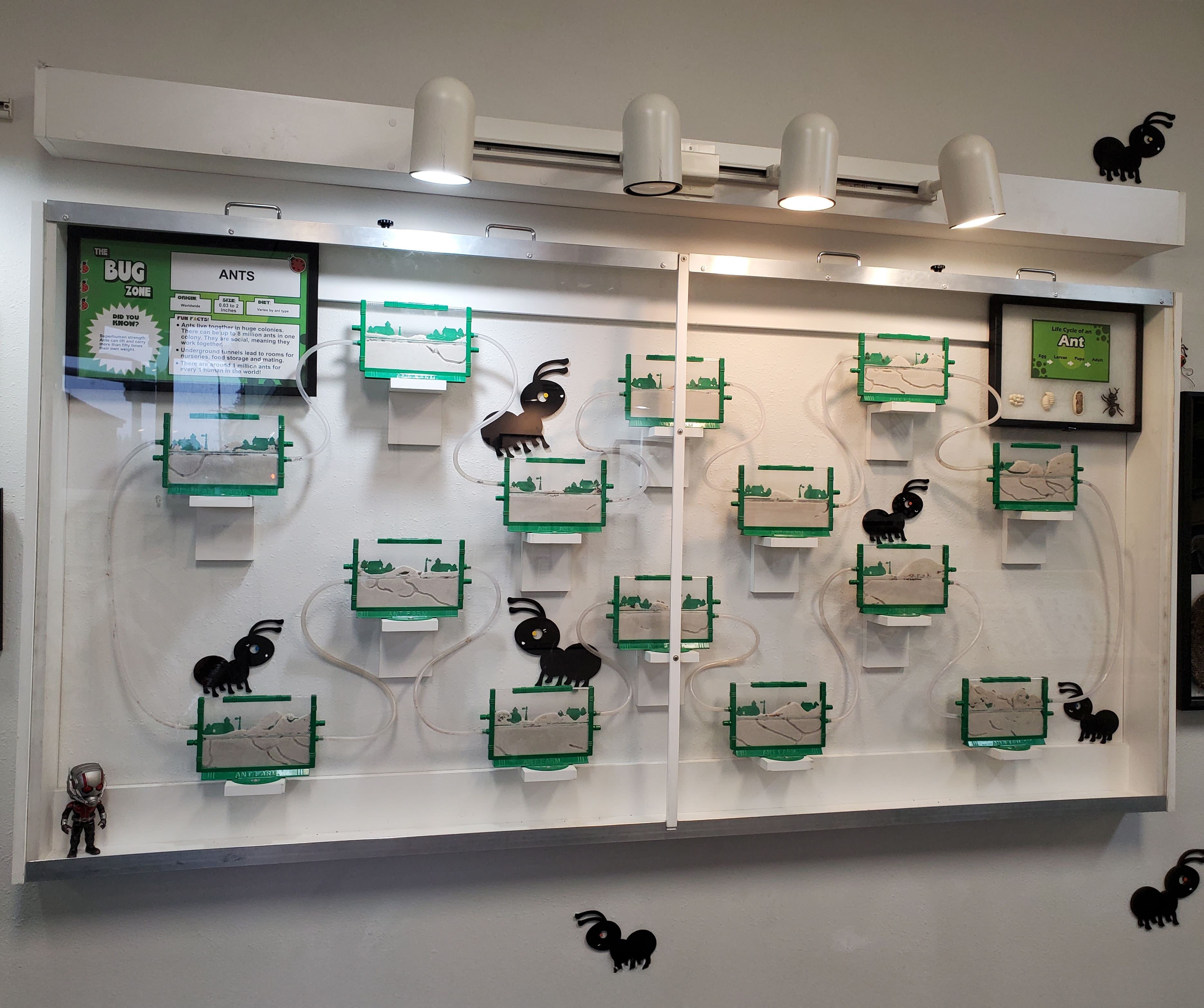 Ant farm near me: Visit our museum to see our ant farms connected together to make an 8 foot wall for ants to travel around!